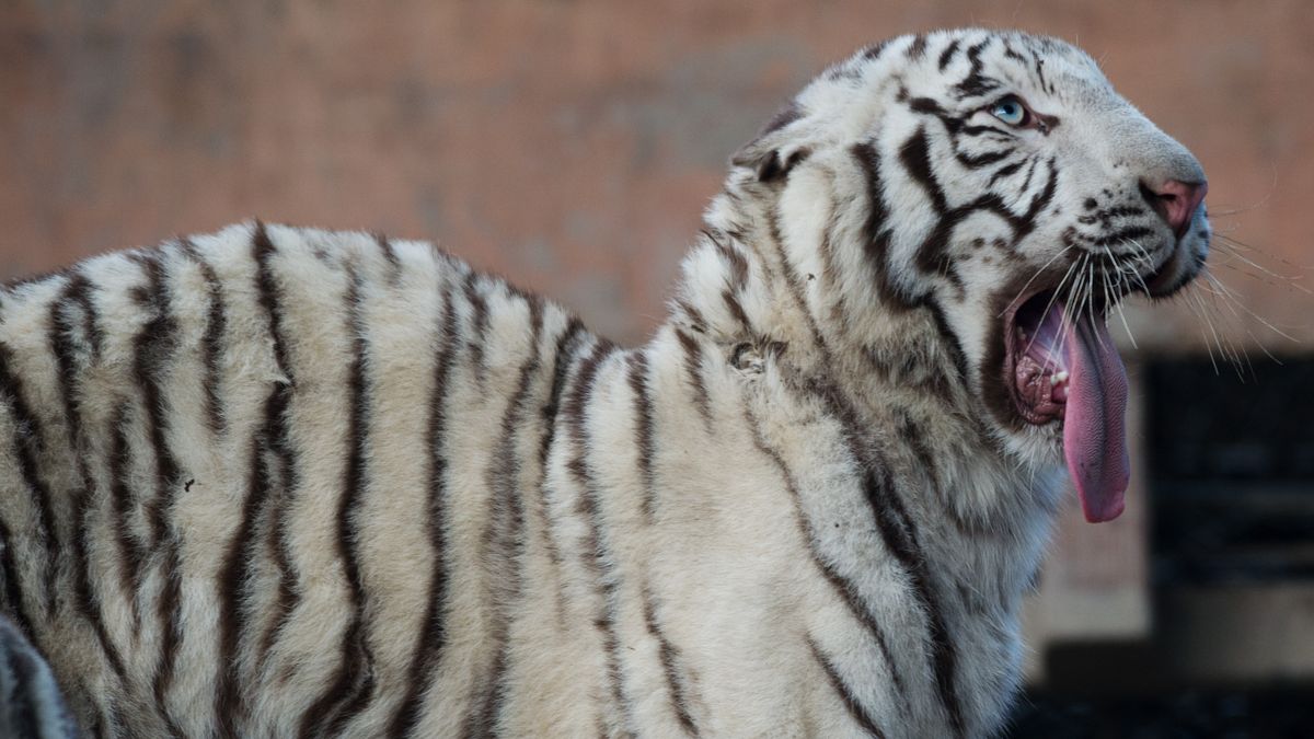 Út közben szökött meg egy cirkuszi tigris az amerikai Georgia államban