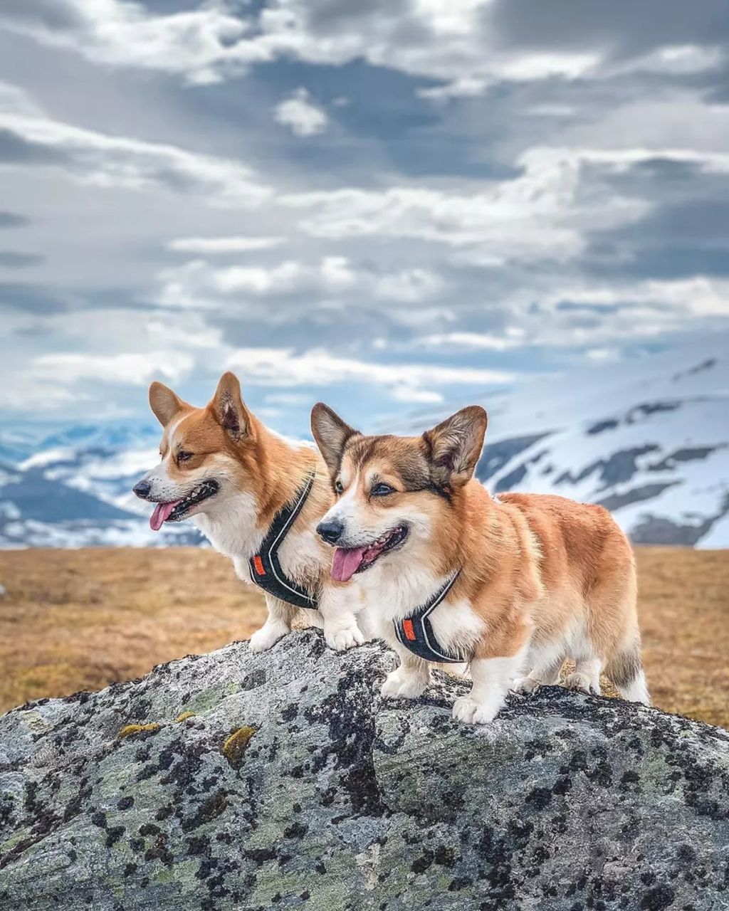 Forrás: Instagram/Louie & Figo