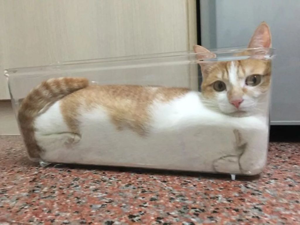 Forrás: Boredpanda