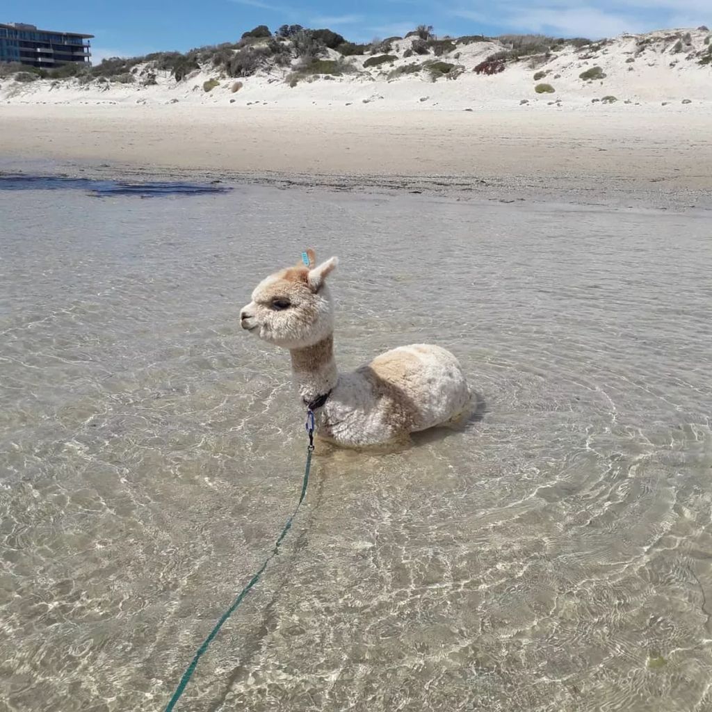 Forrás: Instagram/alfie_the_alpaca_in_adelaide