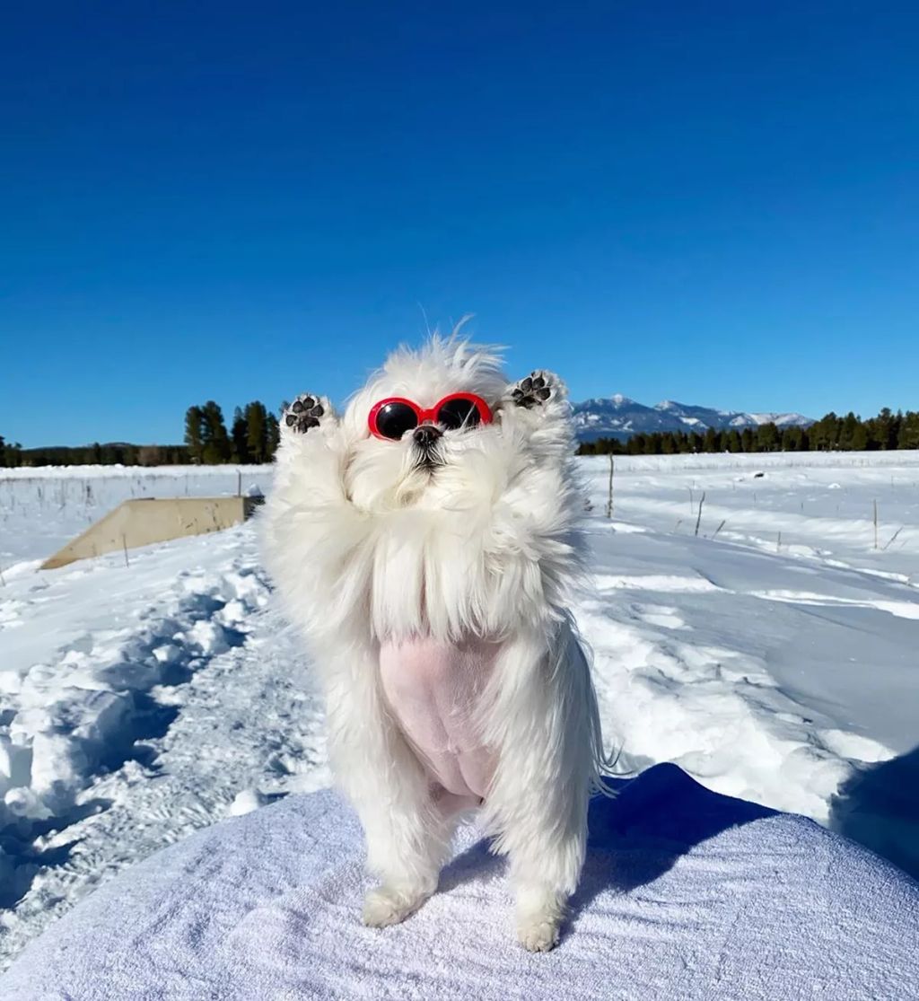 Forrás: Instagram/Coco & Her Sister Cici