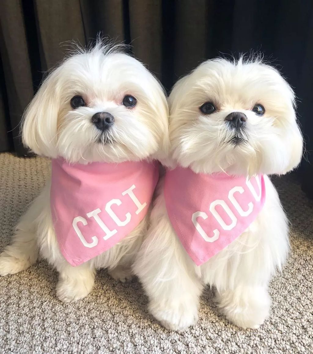 Forrás: Instagram/Coco & Her Sister Cici