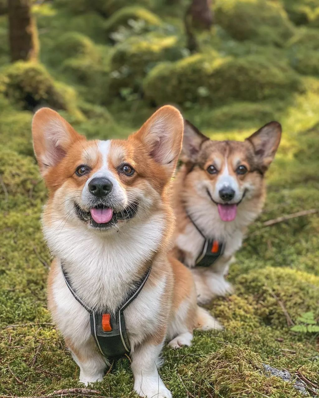 Forrás: Instagram/Louie & Figo