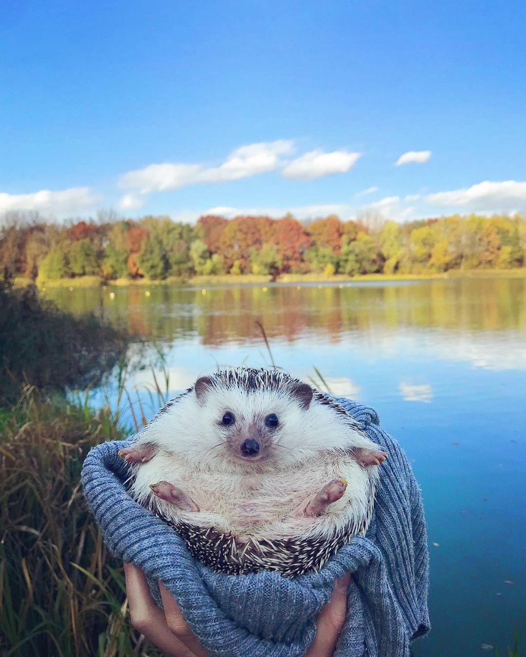 Forrás: Instagram/rick_the_hedgehog 