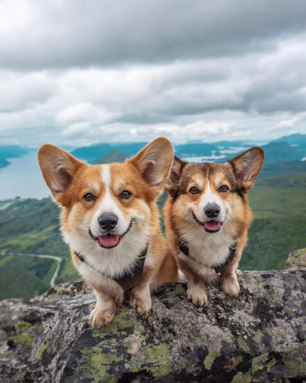 Forrás: Instagram/Louie & Figo