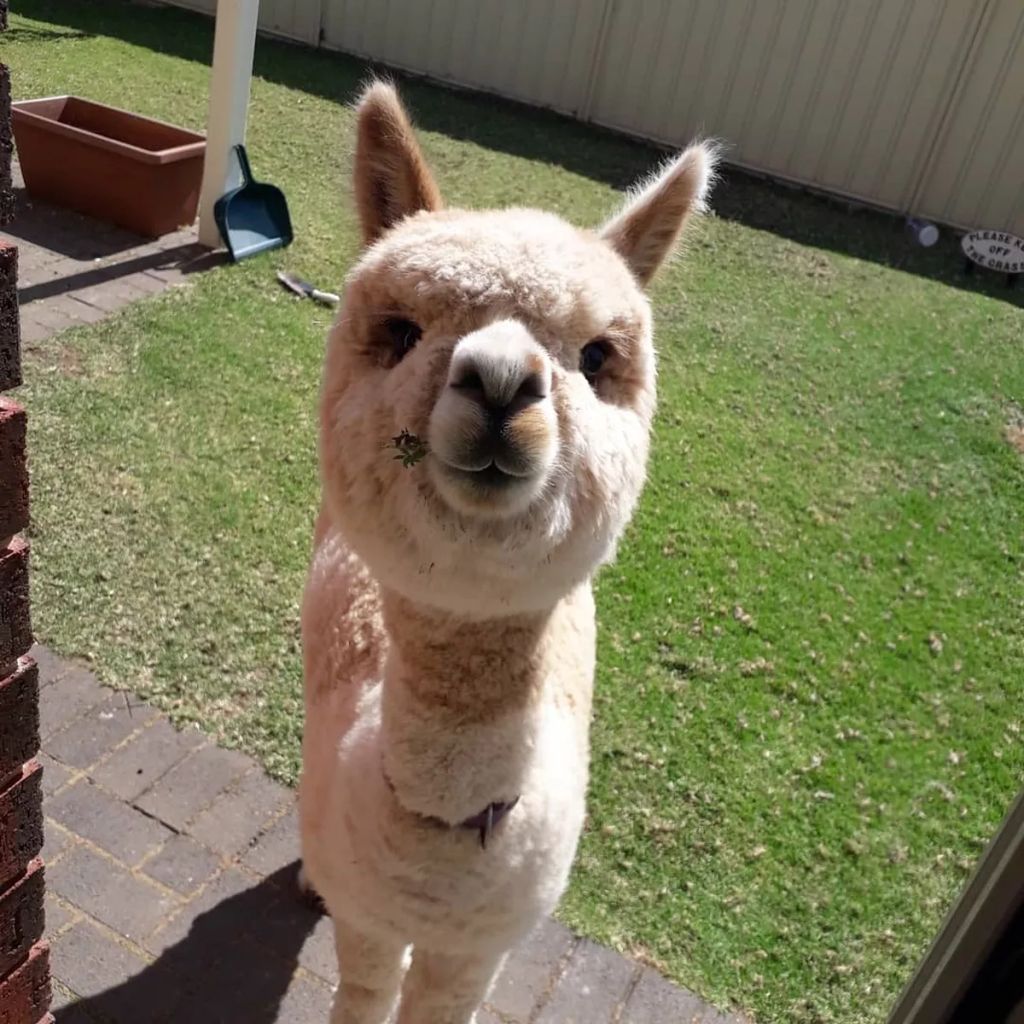 Forrás: Instagram/alfie_the_alpaca_in_adelaide