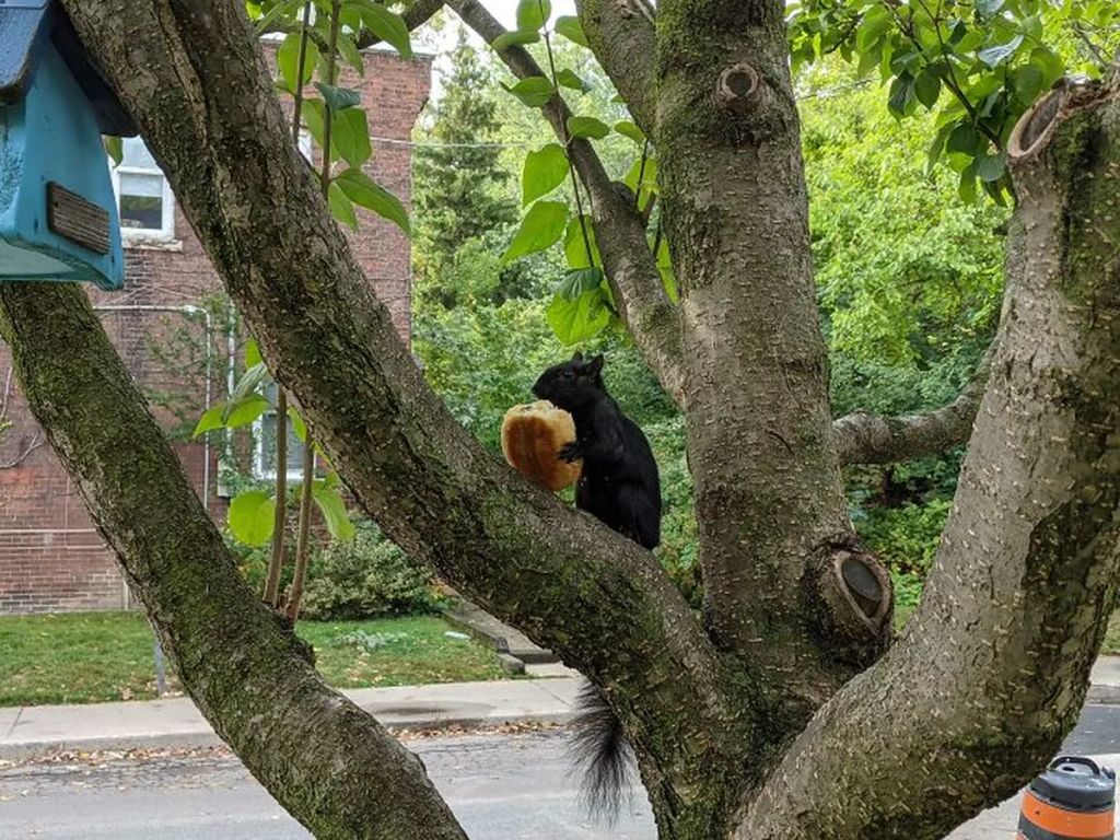 Forrás: Boredpanda