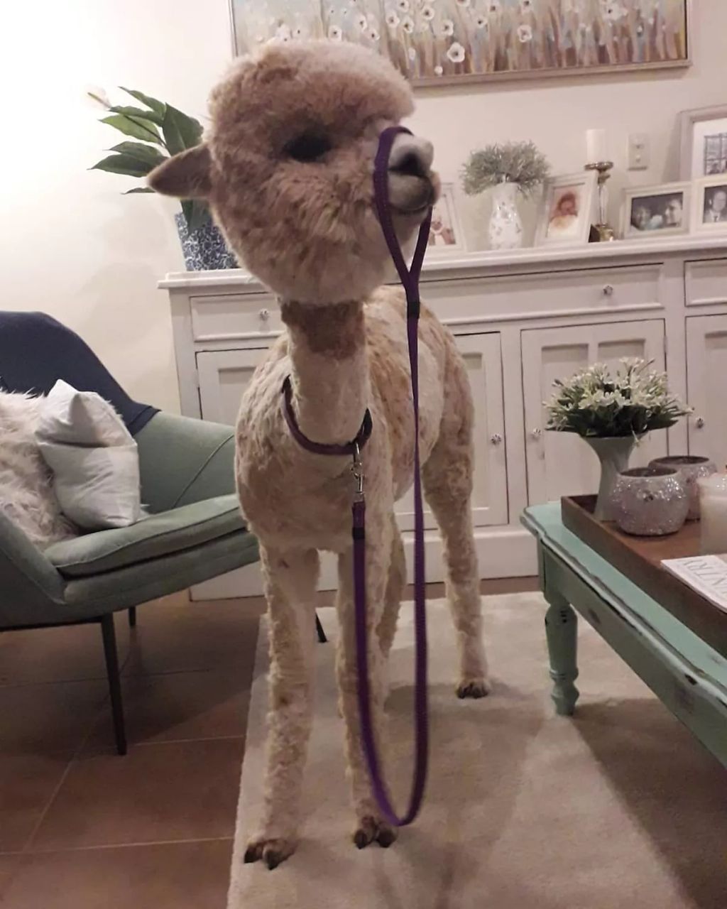 Forrás: Instagram/alfie_the_alpaca_in_adelaide