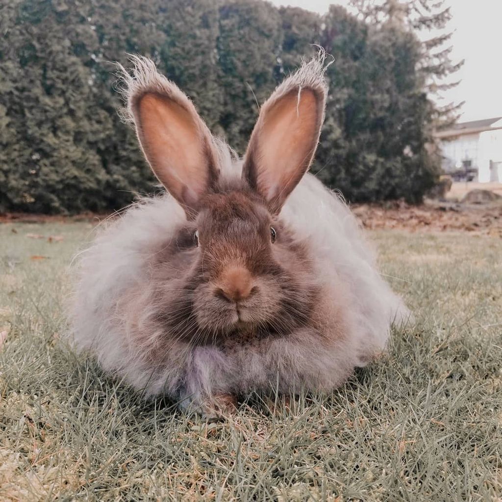 Forrás: Instagram/peggy.the.bunny 