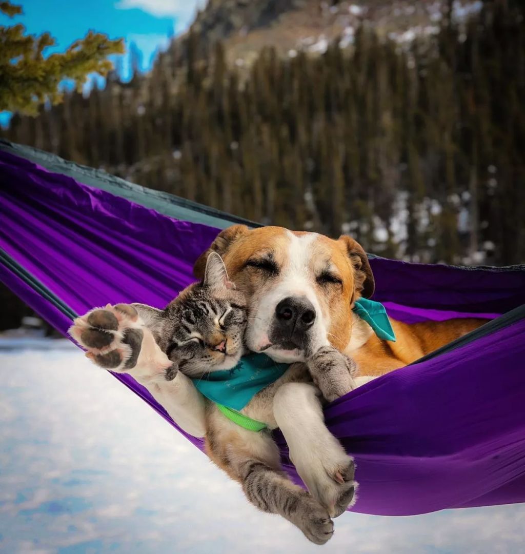 Forrás: Instagram/henrythecoloradodog