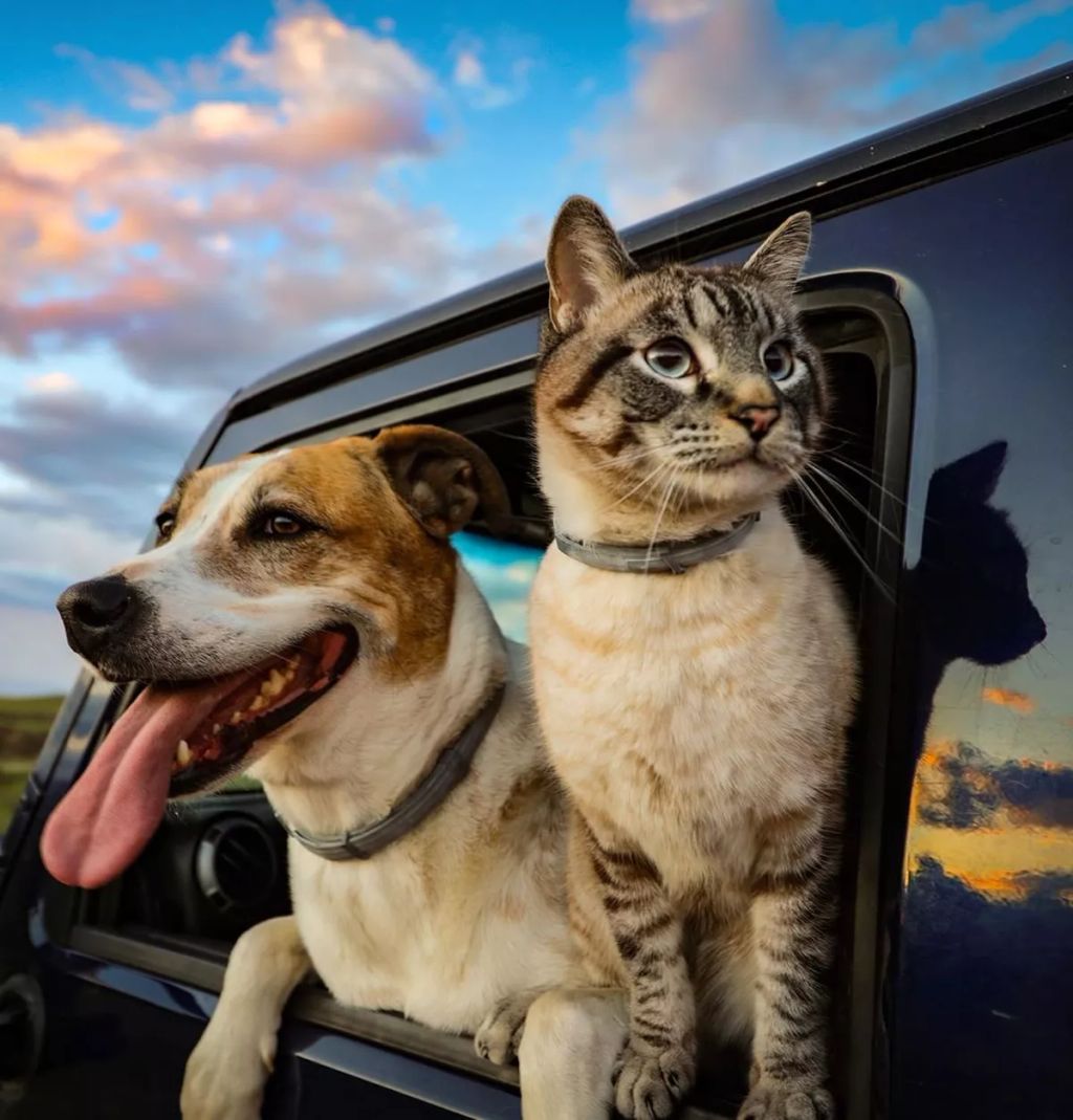 Forrás: Instagram/henrythecoloradodog