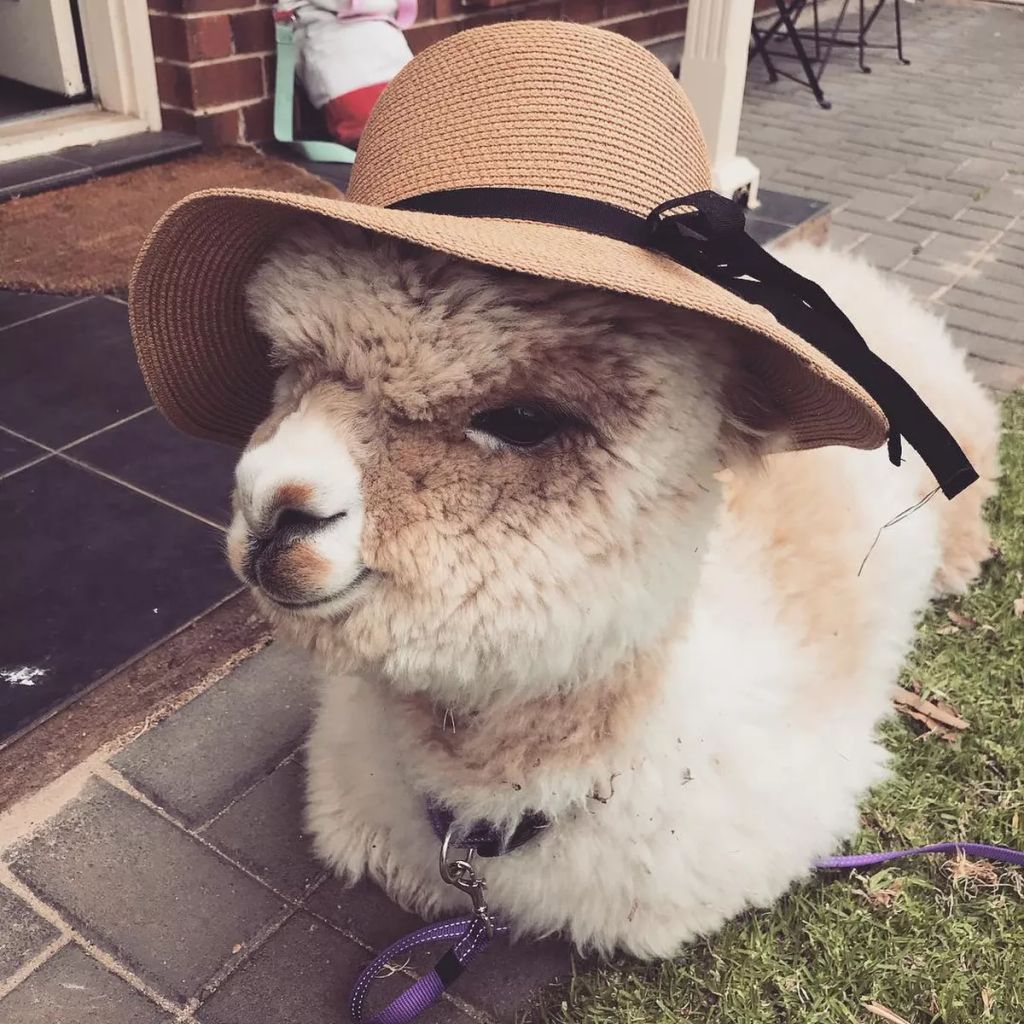 Forrás: Instagram/alfie_the_alpaca_in_adelaide