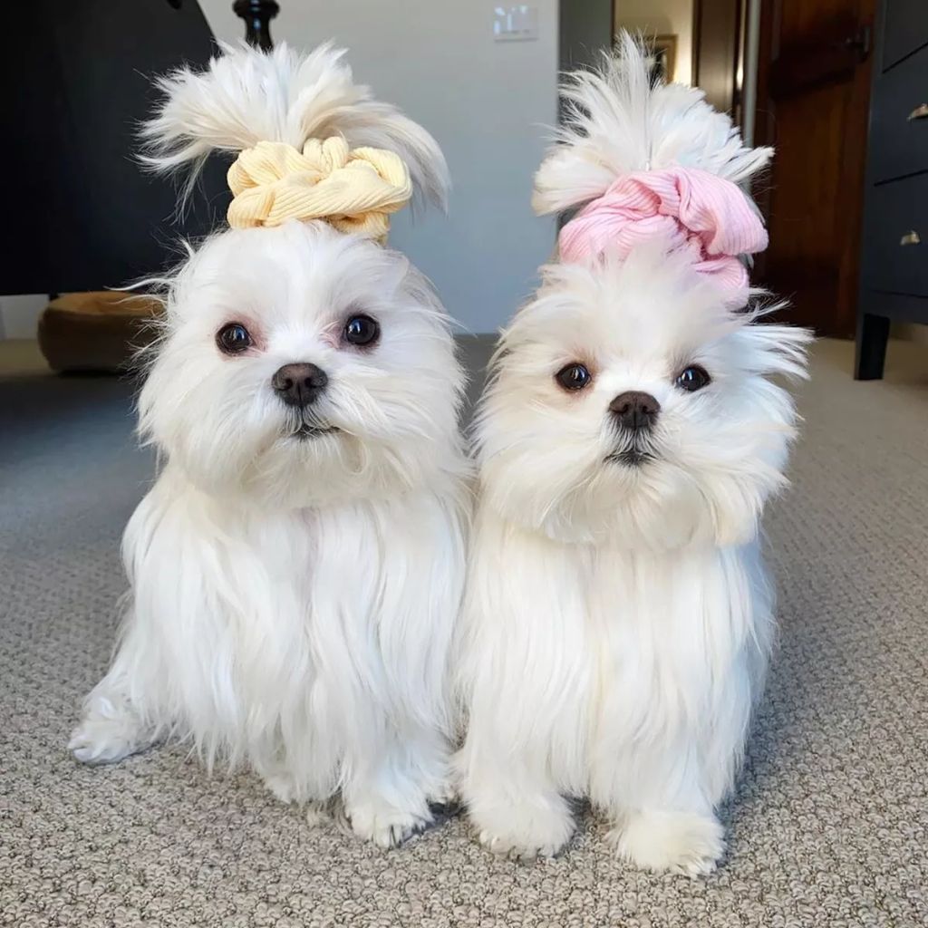 Forrás: Instagram/Coco & Her Sister Cici