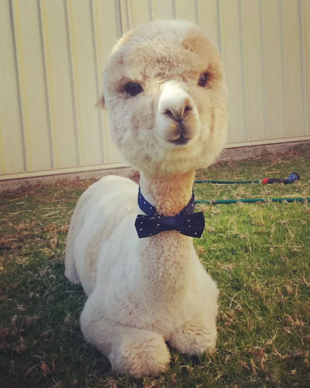 Forrás: Instagram/alfie_the_alpaca_in_adelaide