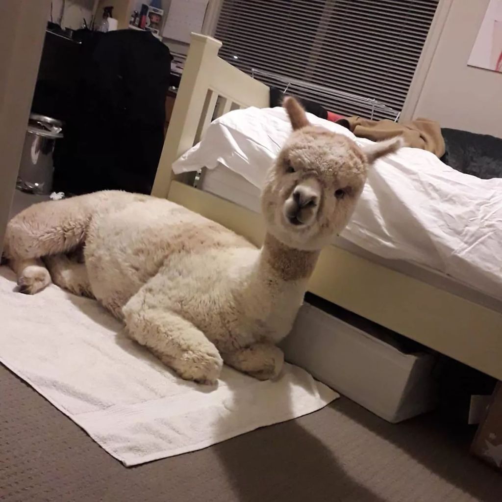 Forrás: Instagram/alfie_the_alpaca_in_adelaide