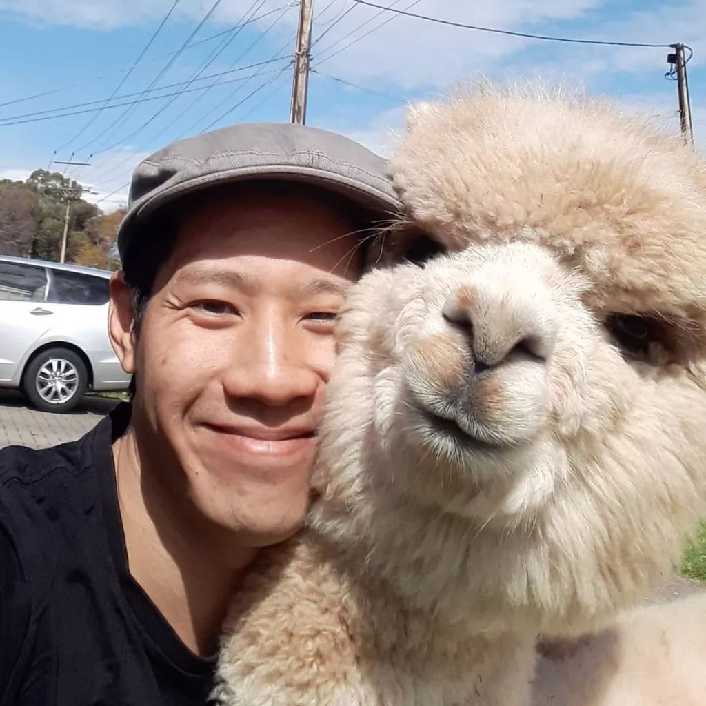 Forrás: Instagram/alfie_the_alpaca_in_adelaide