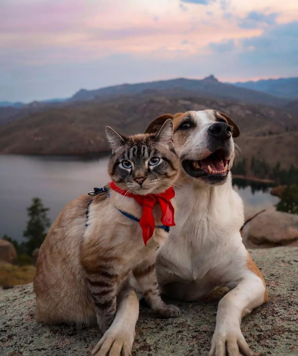 Forrás: Instagram/henrythecoloradodog