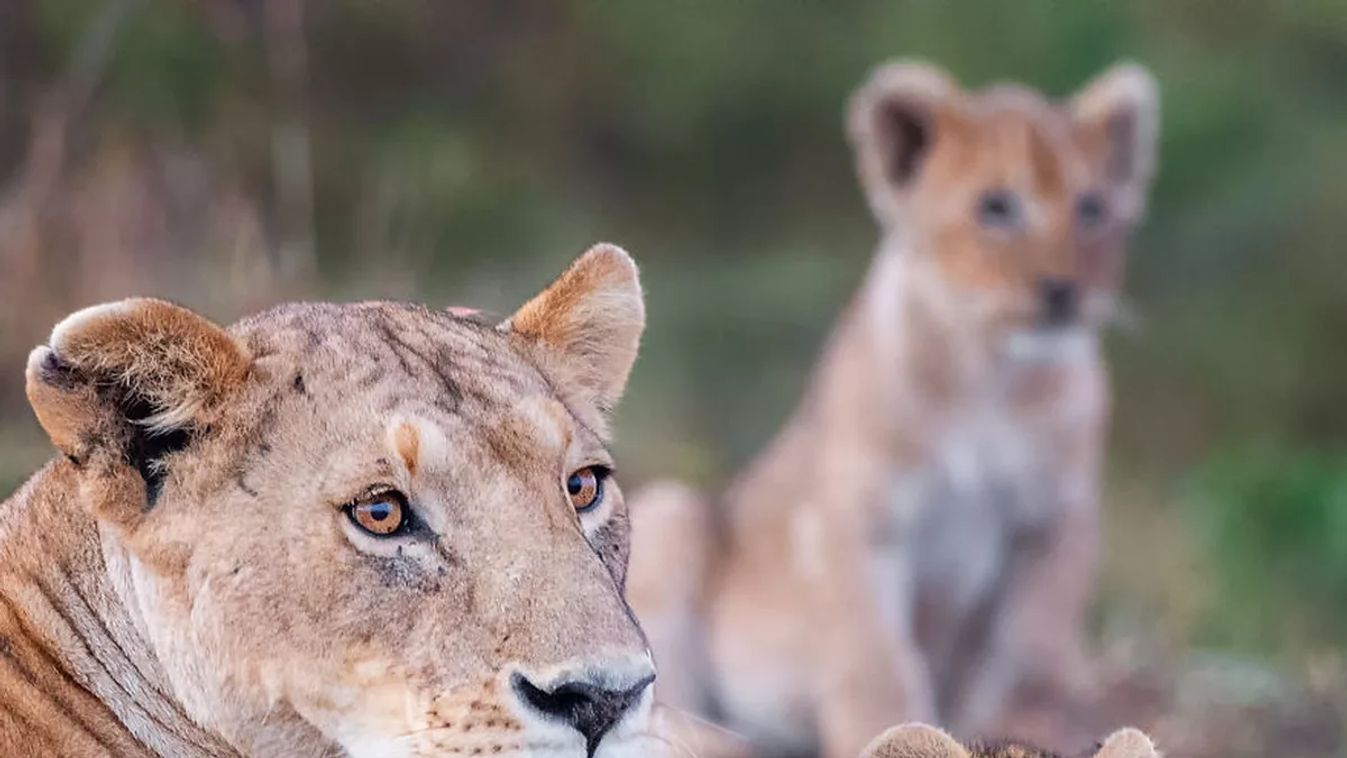 Forrás: Yaron Schmid / Comedy Wildlife Photo Awards 2020