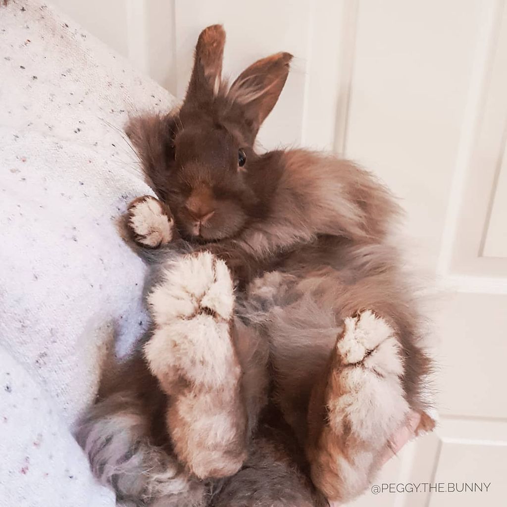 Forrás: Instagram/peggy.the.bunny 