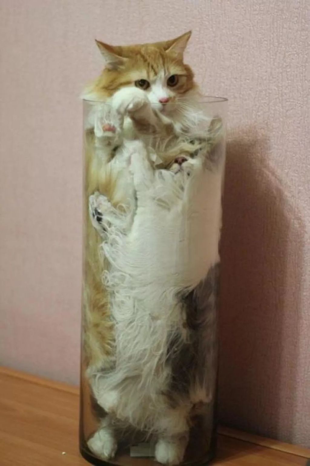Forrás: Boredpanda