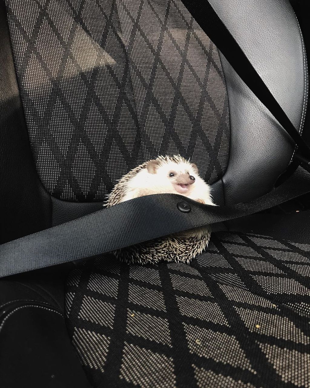 Forrás: Instagram/rick_the_hedgehog 
