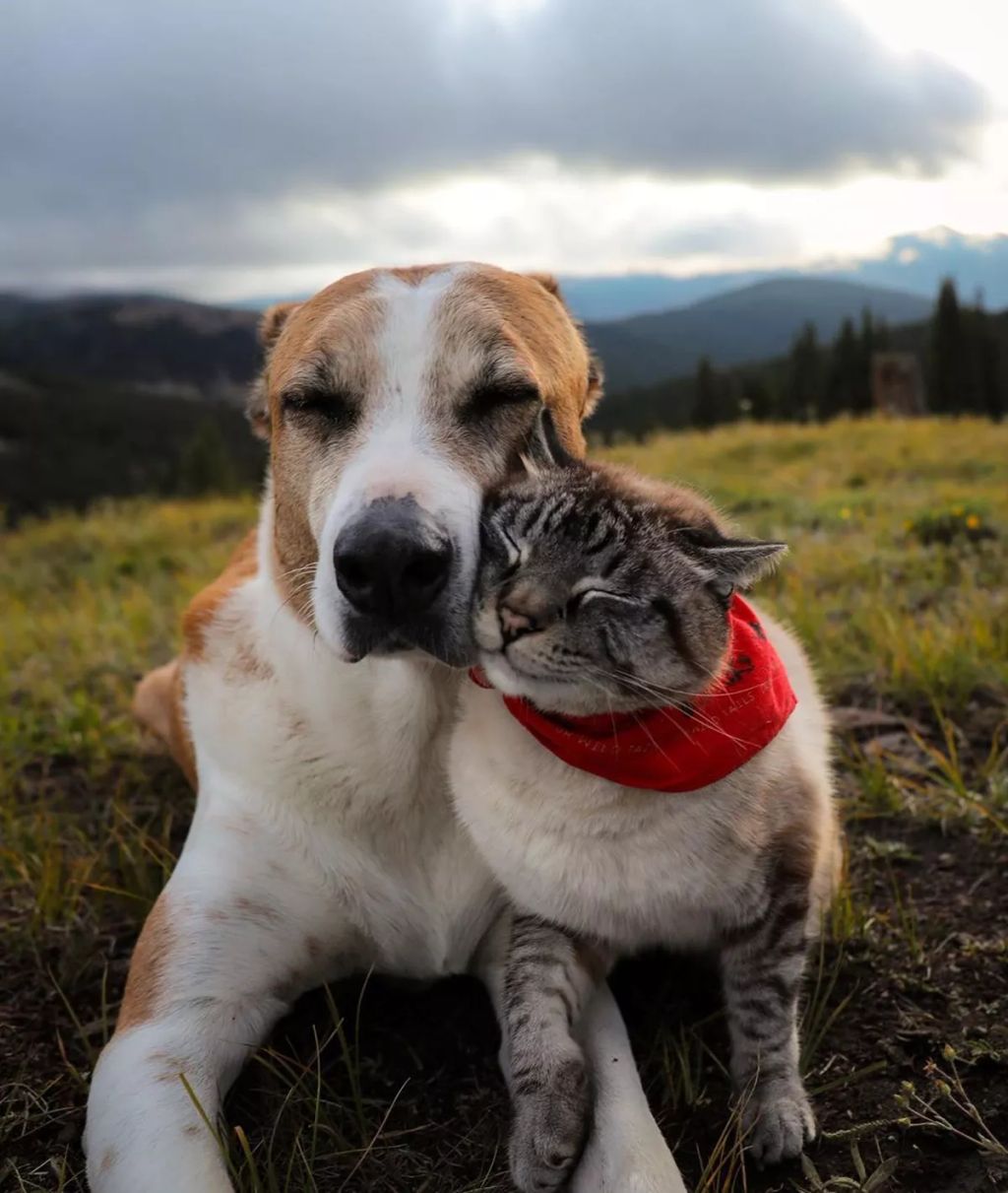 Forrás: Instagram/henrythecoloradodog