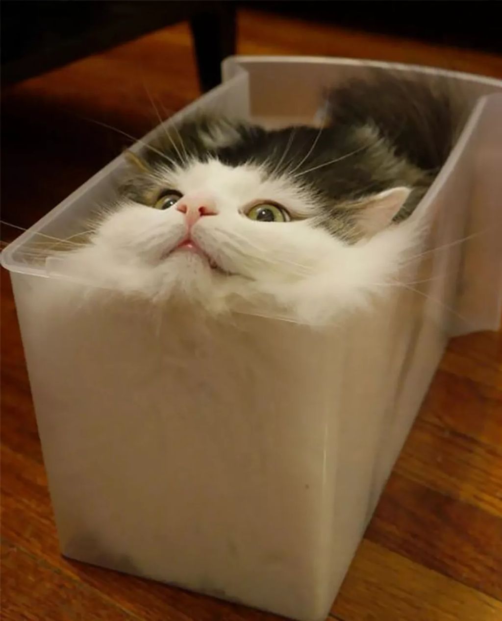 Forrás: Boredpanda