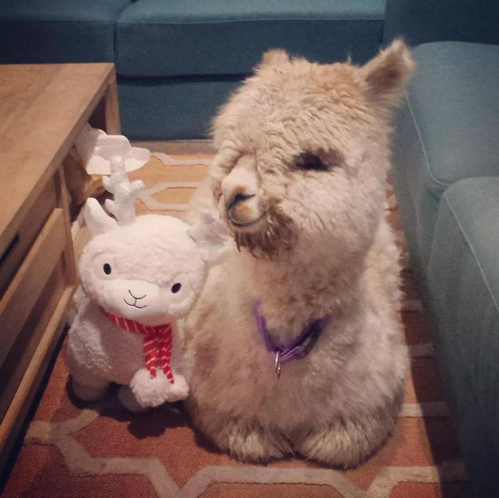 Forrás: Instagram/alfie_the_alpaca_in_adelaide