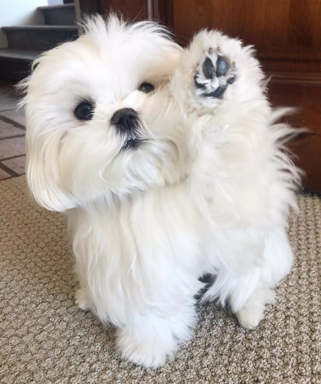 Forrás: Instagram/Coco & Her Sister Cici