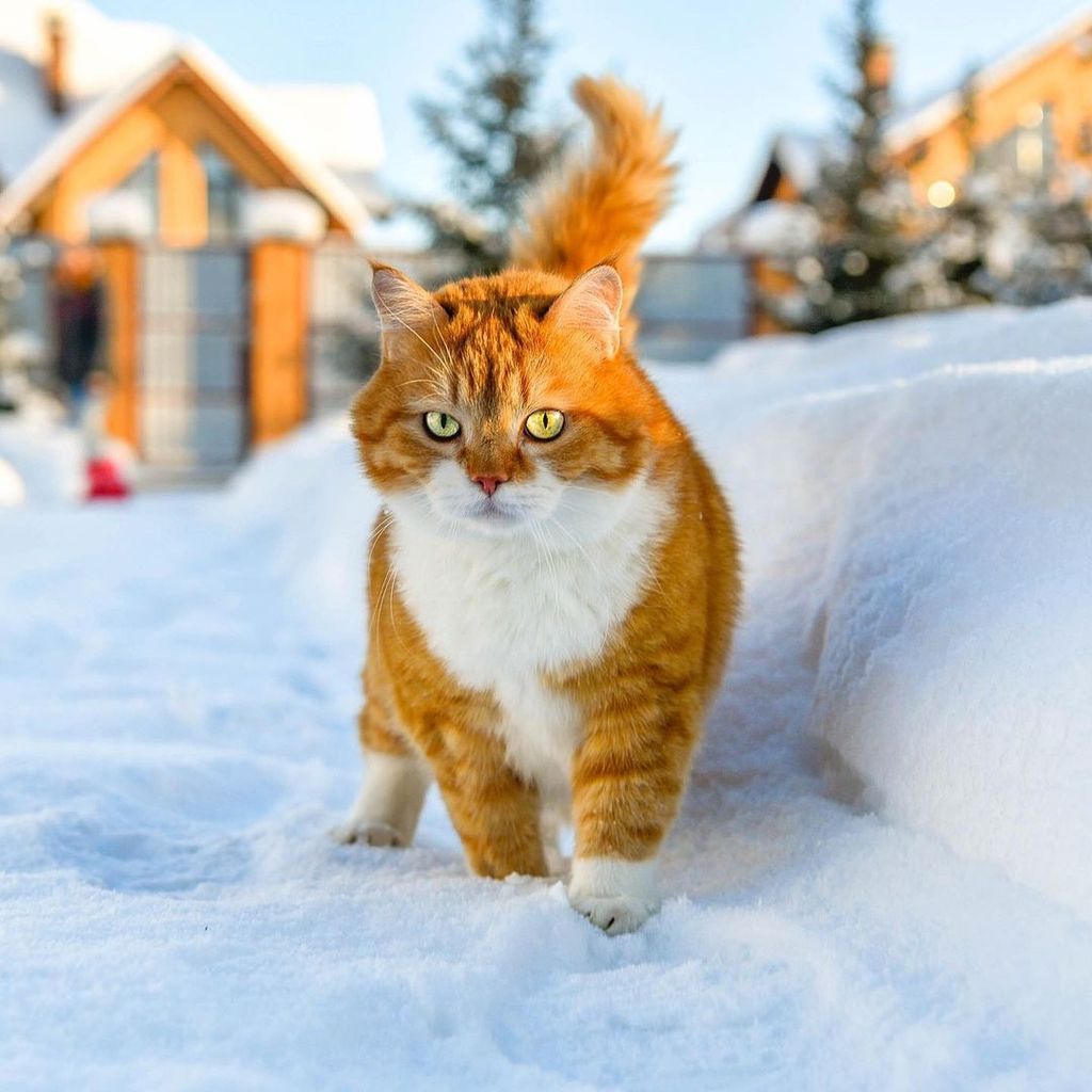 Forrás: Instagram/Cute Snow Ginger Cat