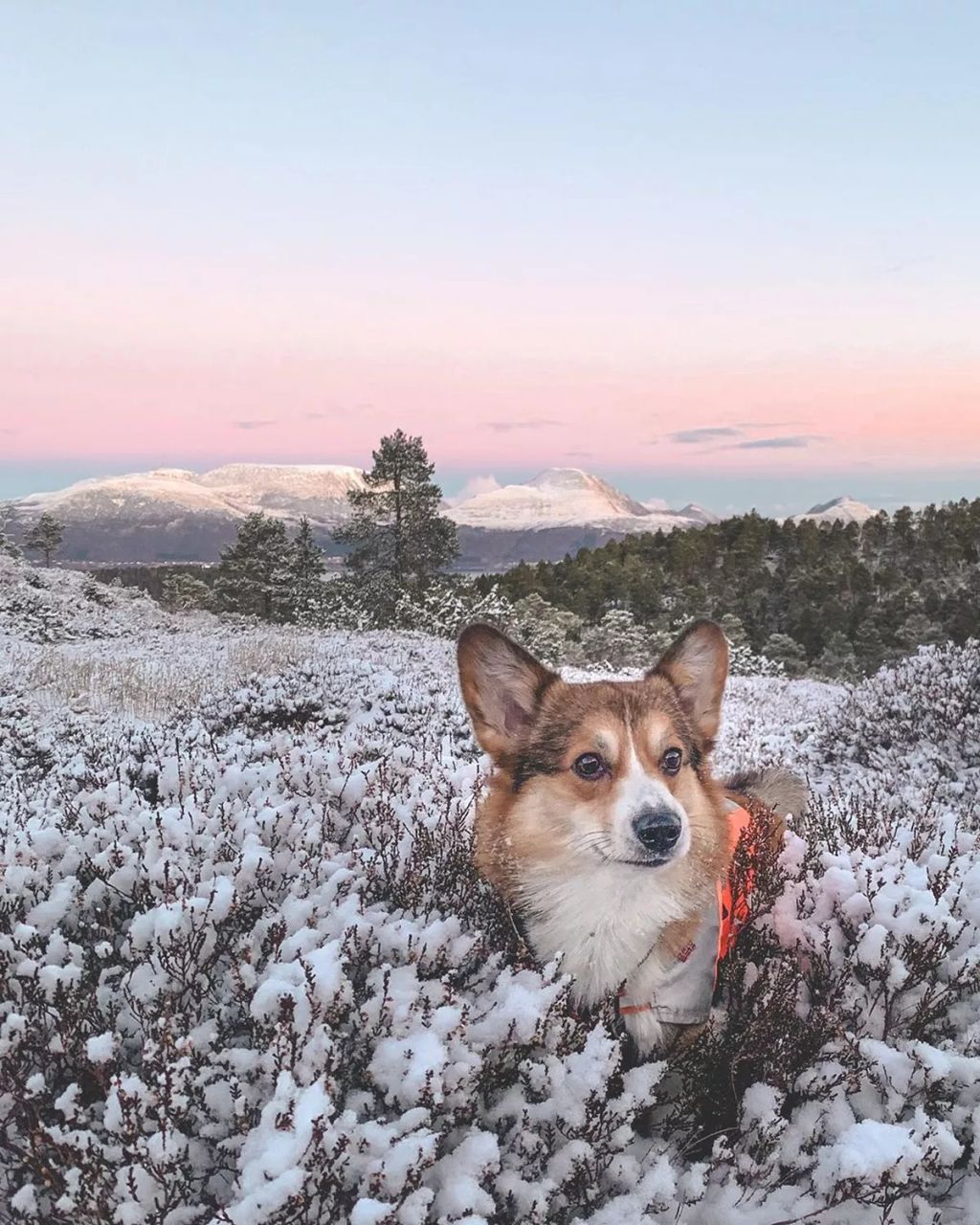 Forrás: Instagram/Louie & Figo