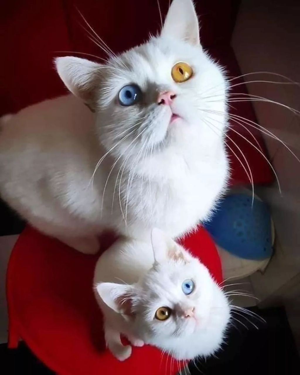 Forrás: Boredpanda