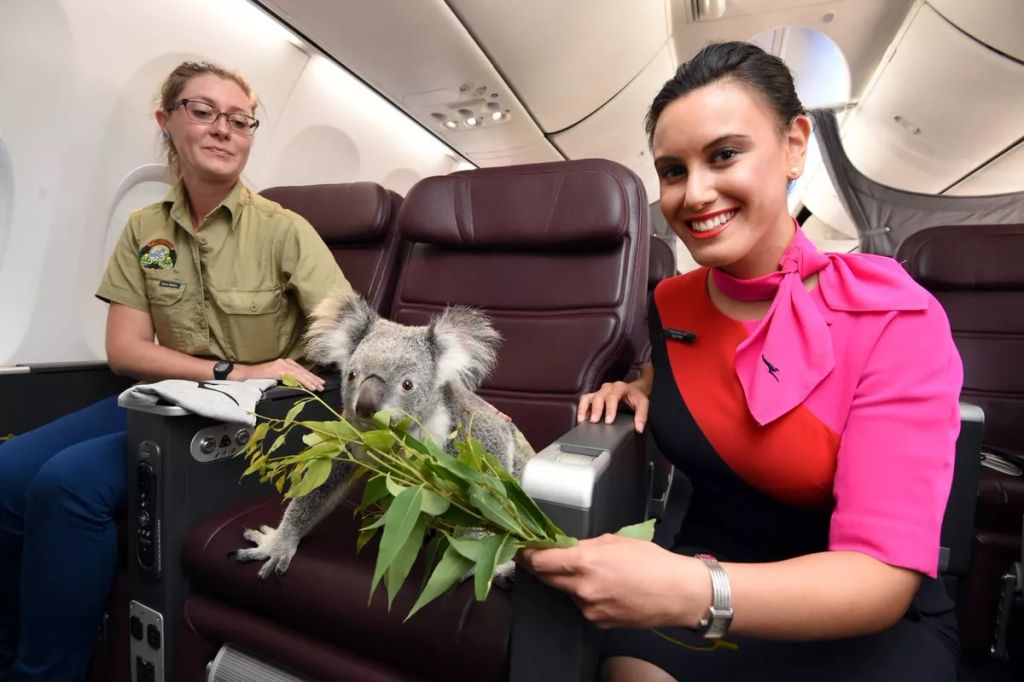 Forrás: Twitter/Qantas