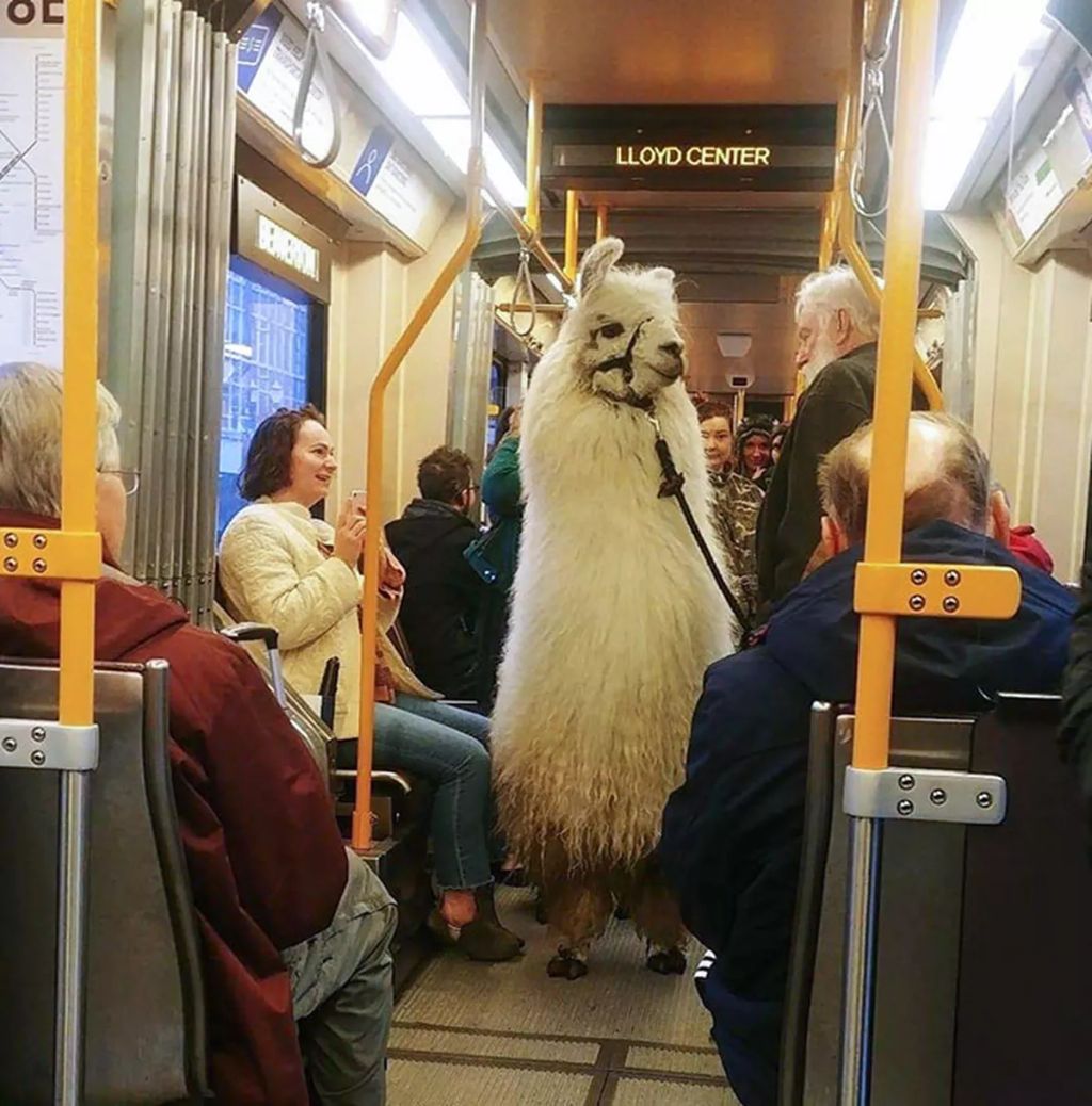 Forrás: Reddit