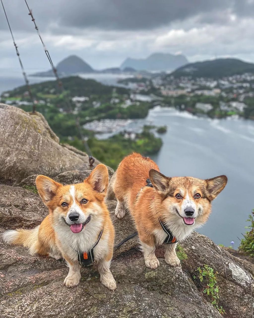 Forrás: Instagram/Louie & Figo