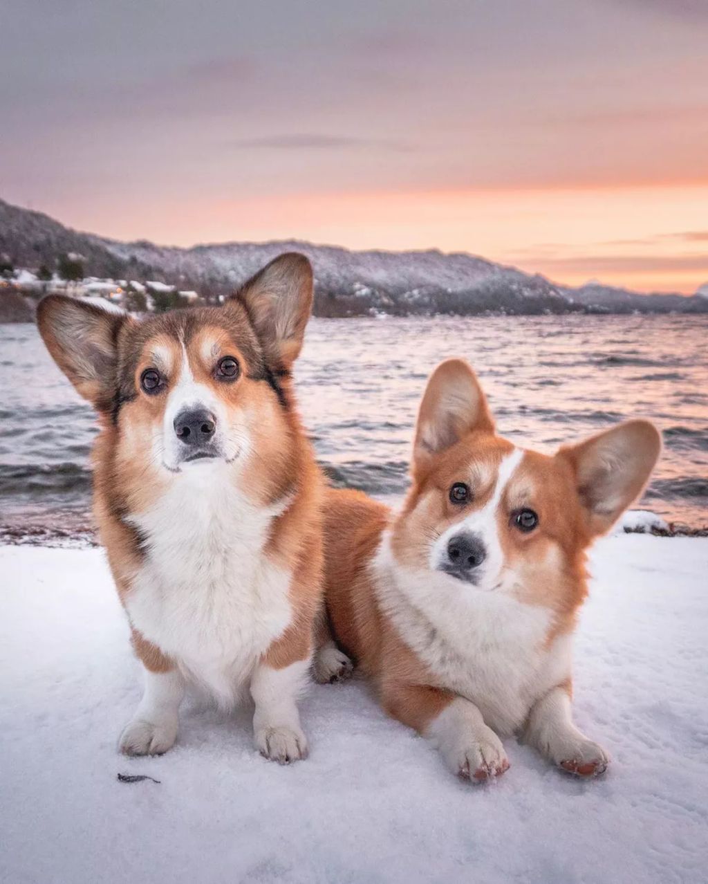 Forrás: Instagram/Louie & Figo