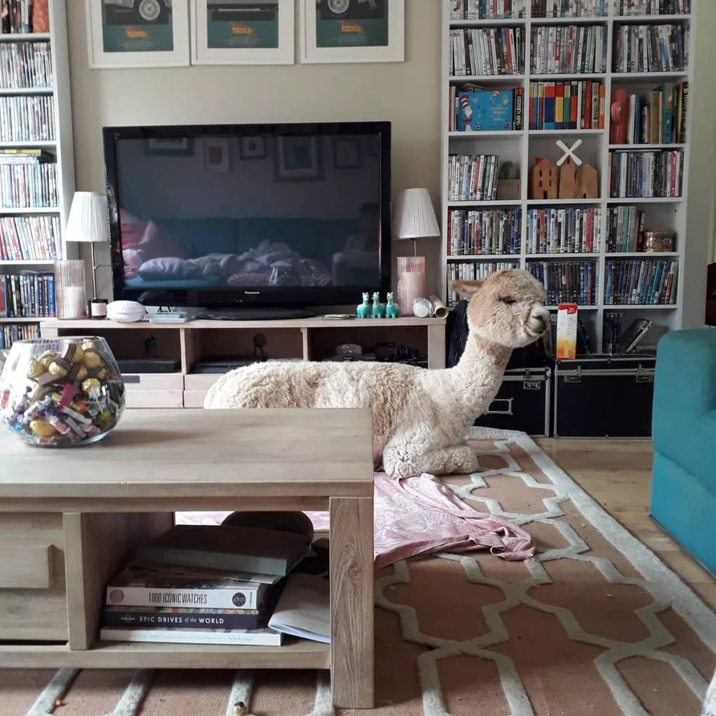 Forrás: Instagram/alfie_the_alpaca_in_adelaide