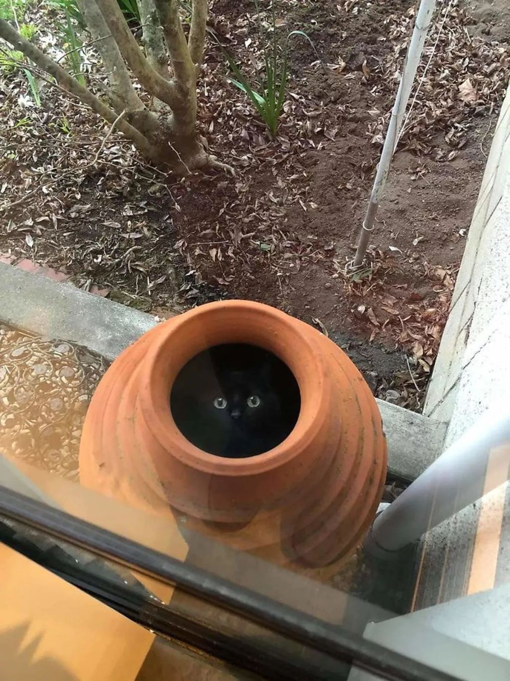 Forrás: Boredpanda