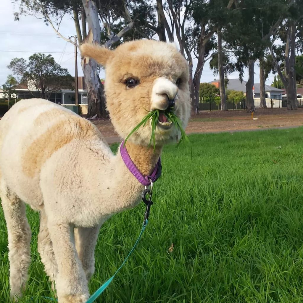 Forrás: Instagram/alfie_the_alpaca_in_adelaide