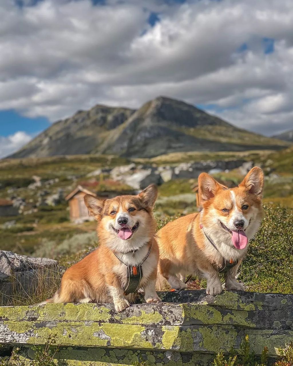Forrás: Instagram/Louie & Figo