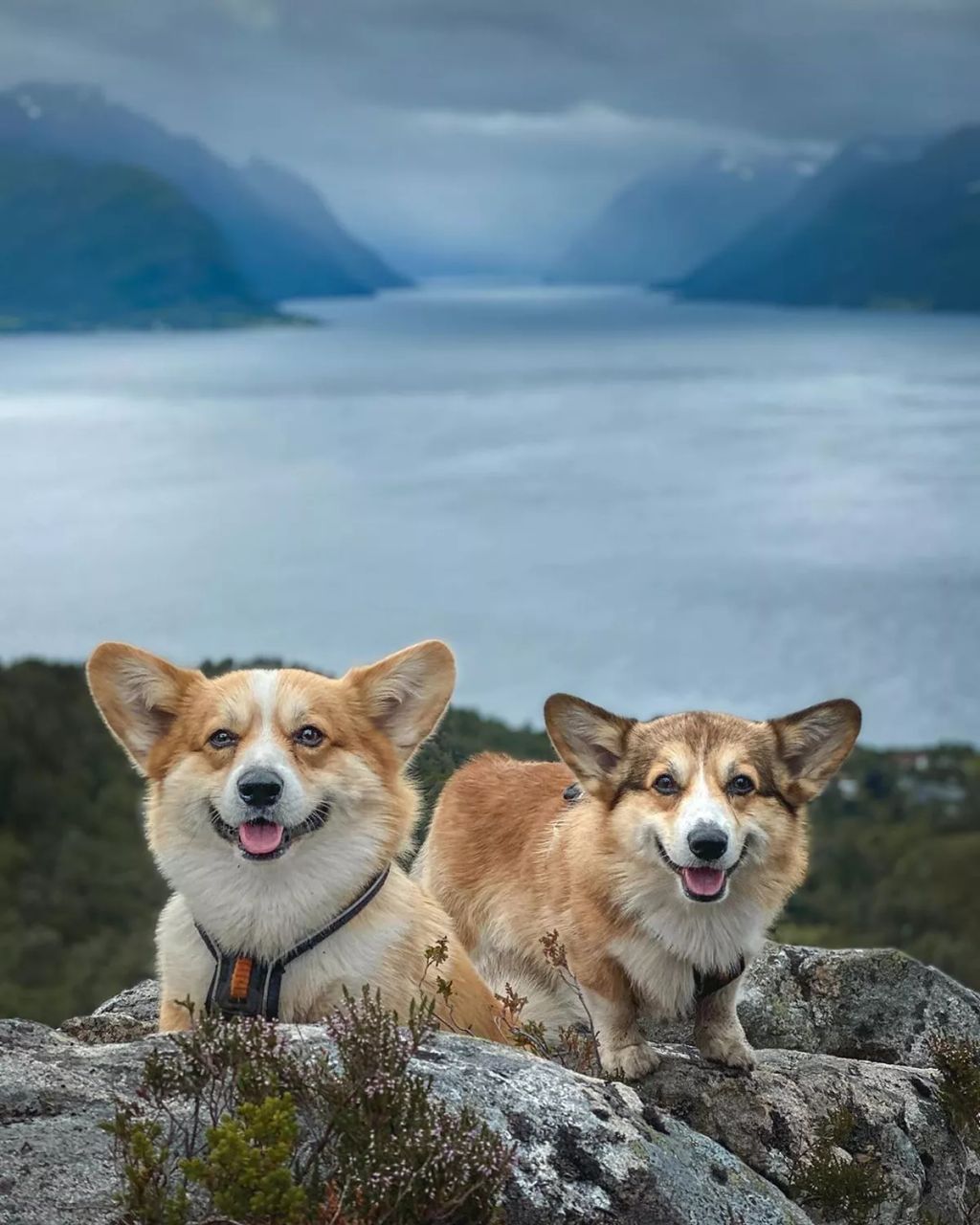 Forrás: Instagram/Louie & Figo