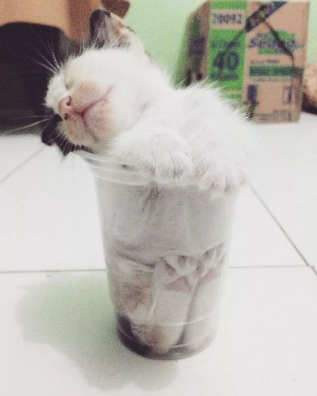 Forrás: Boredpanda