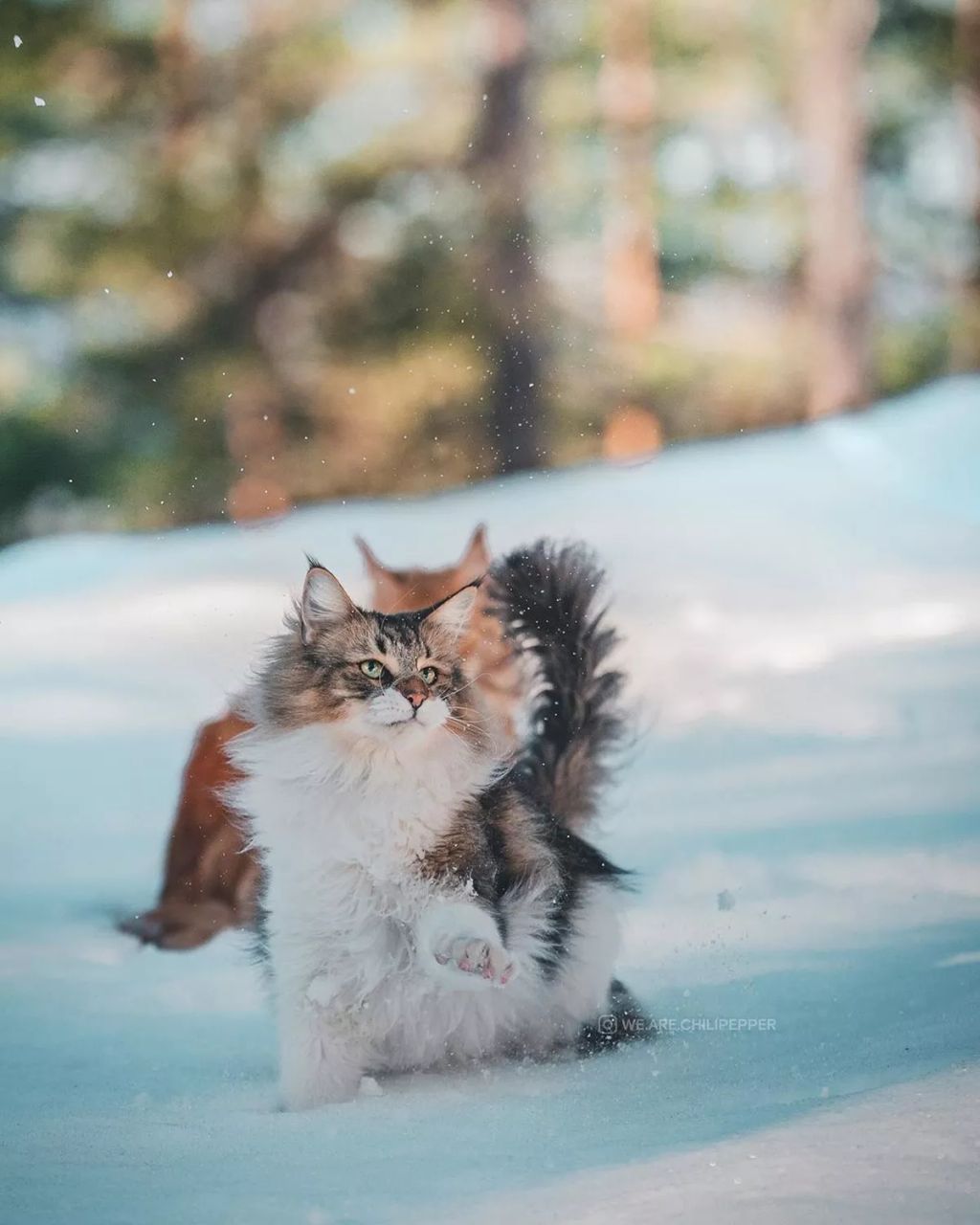 Forrás: Instagram//we.are.chilipepper 
