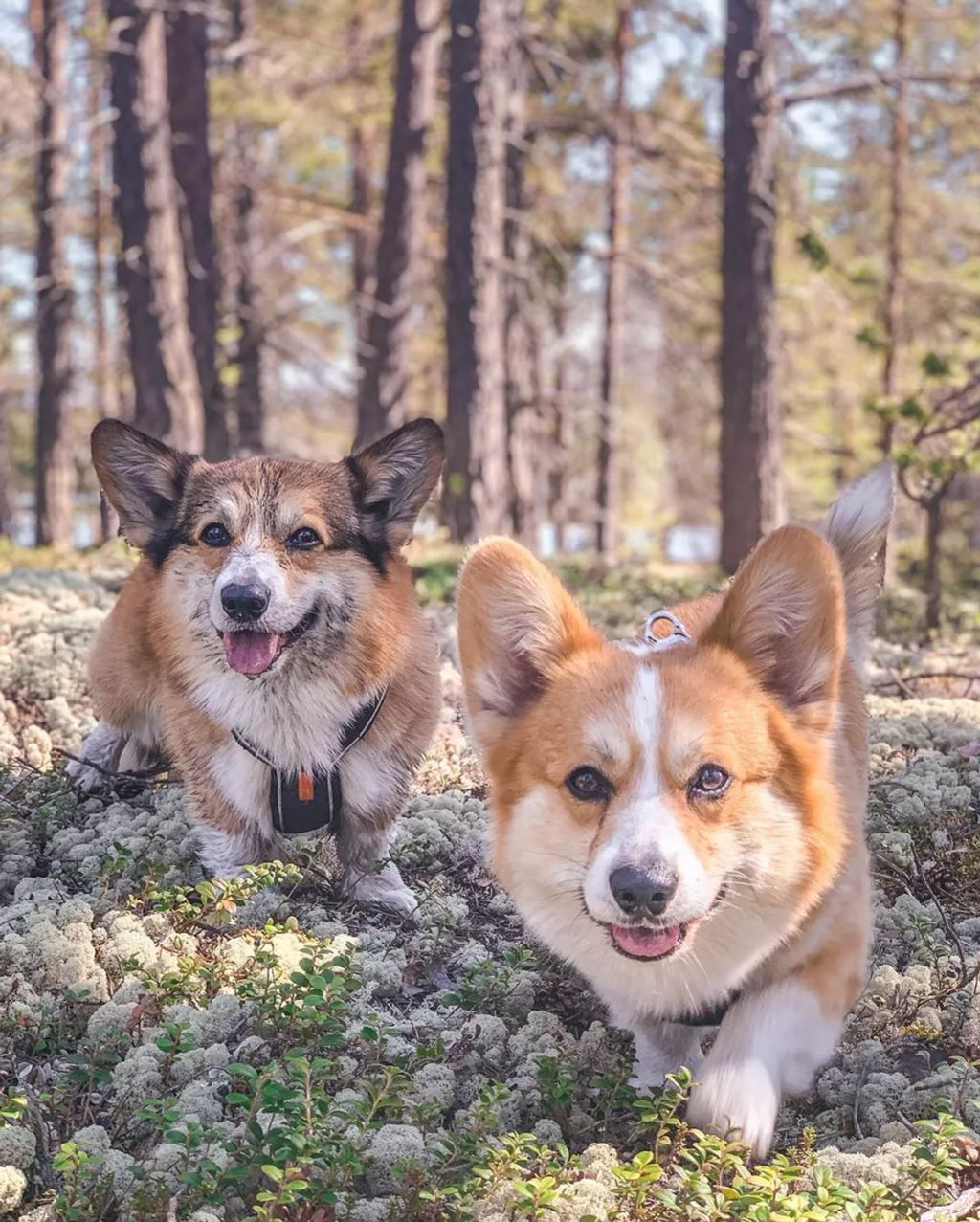 Forrás: Instagram/Louie & Figo