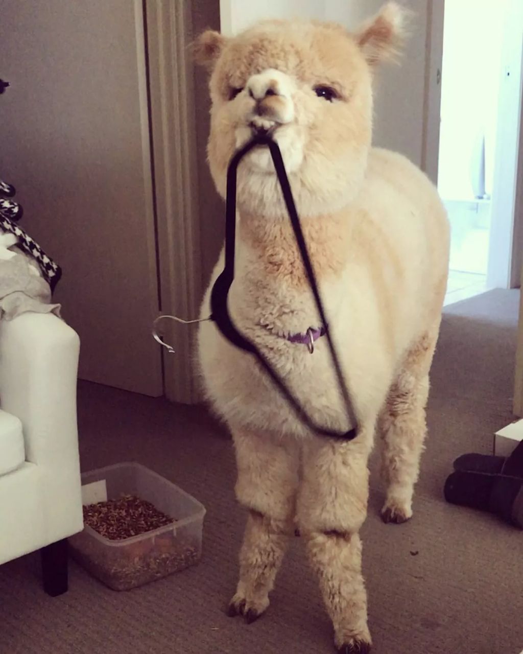 Forrás: Instagram/alfie_the_alpaca_in_adelaide