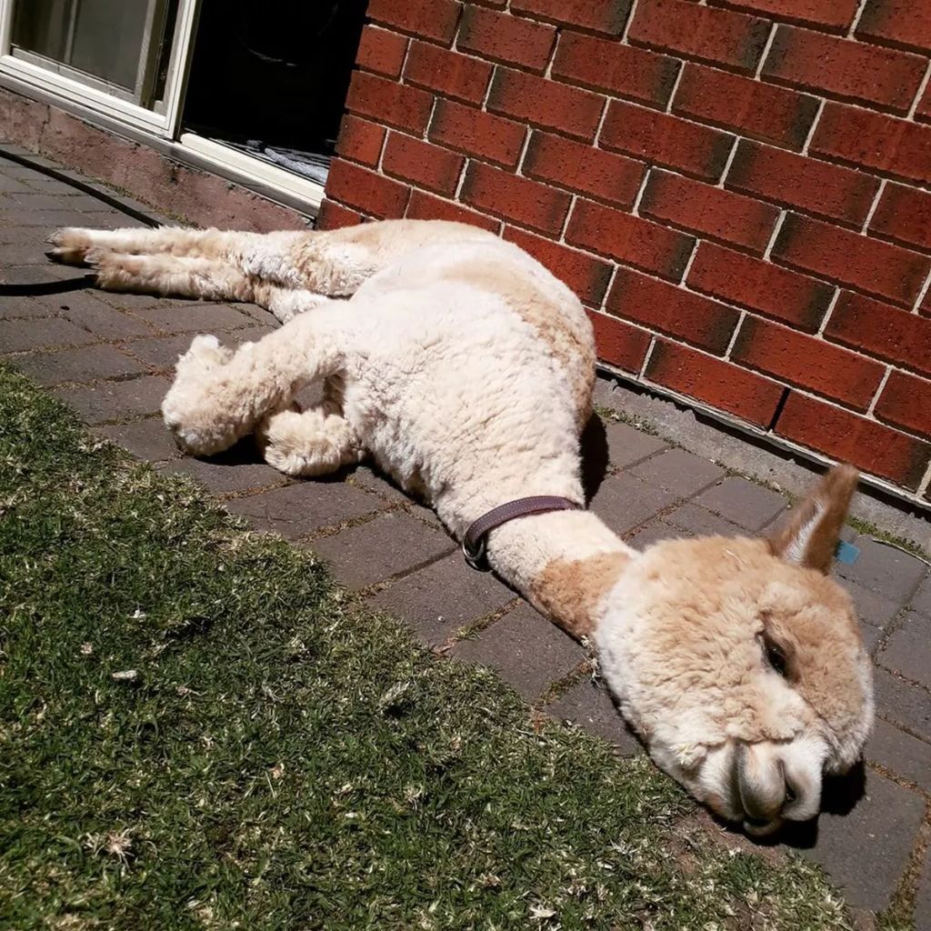 Forrás: Instagram/alfie_the_alpaca_in_adelaide