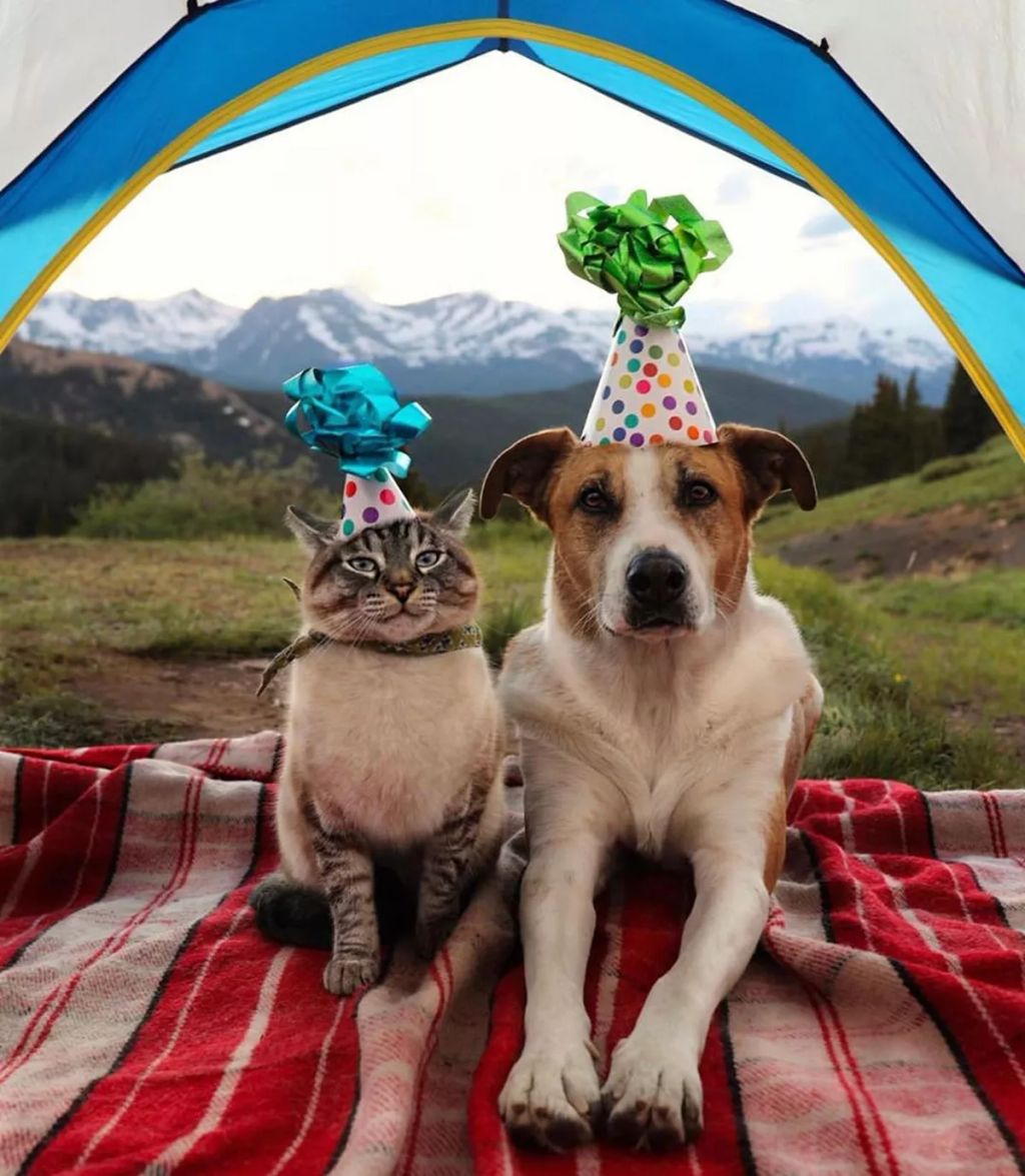 Forrás: Instagram/henrythecoloradodog