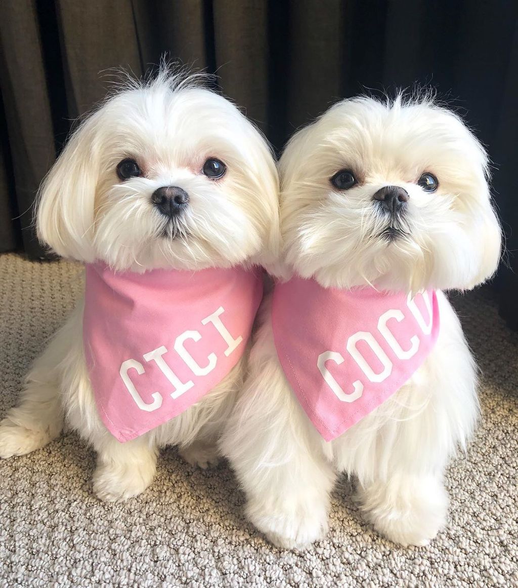 Forrás: Instagram/Coco & Her Sister Cici 