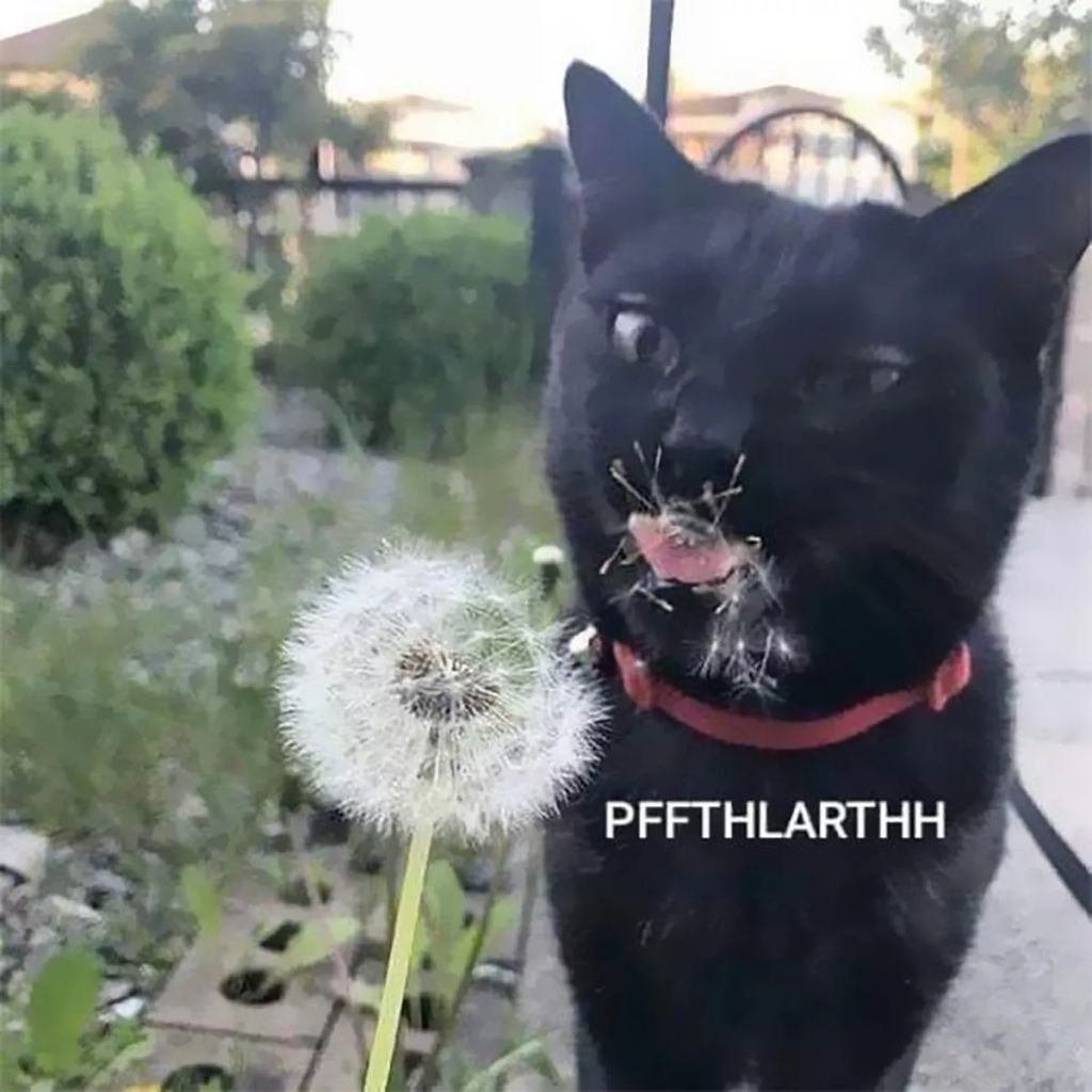 Forrás: Boredpanda