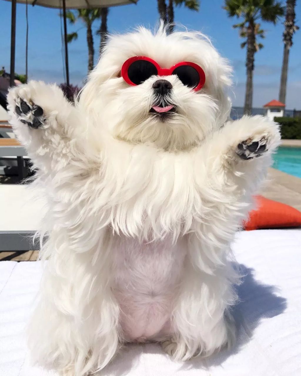 Forrás: Instagram/Coco & Her Sister Cici